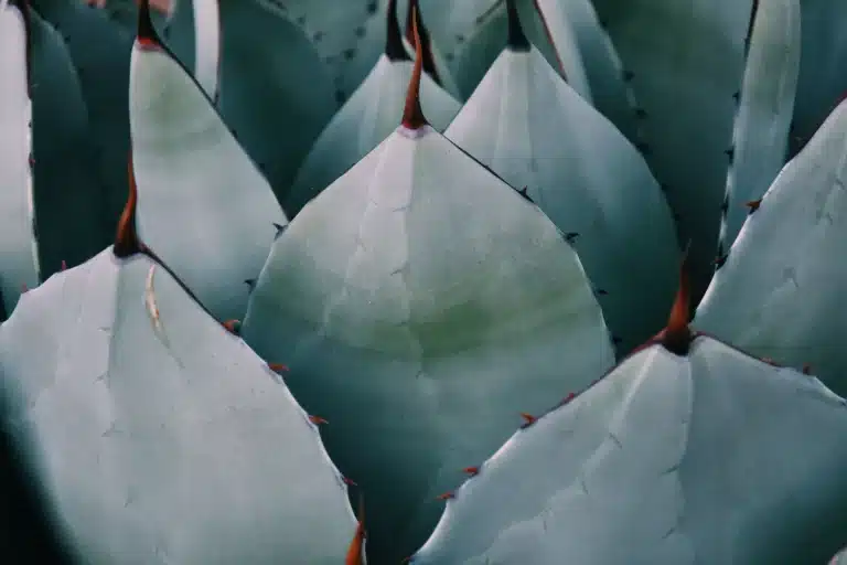 Inulina de Agave